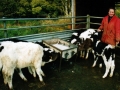 vb38feeding-calves