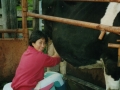 wwoofer-milking-cow