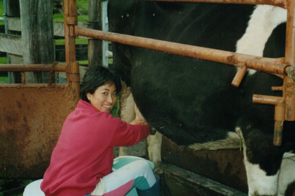 wwoofer-milking-cow